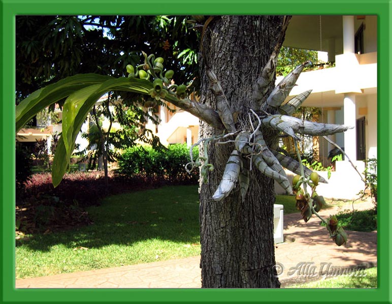 Катазетум растущий на дереве в природе, Catasetum maculatum, фото АУмновой