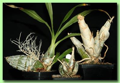Орхидеи: Clowesia thylaciochila, Clowesia dodsoni, и Catamodes sp.