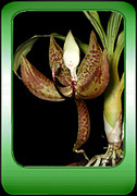 Cycnoches, ��������, ����������� �������� ����������.