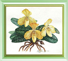 ������ � Paphiopedilum concolor