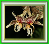������� ���������, Stanhopea sp.