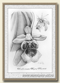 Карандашный рисунок орхидеи Haraella odorata