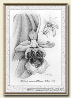    Haraella odorata