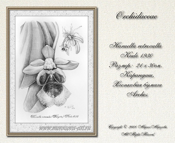   Haraella odorata.   .