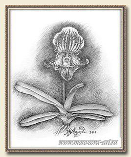 Графическое изображение орхидеи, Paphiopedilum fairrieanum.