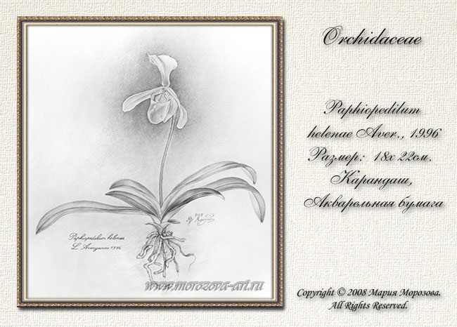  -   Paphiopedilum helenae.   .