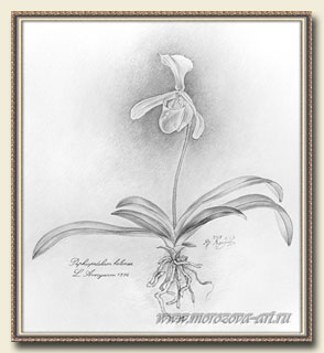 Графическое изображение орхидеи, Paphiopedilum helenae.
