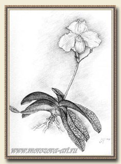 Карандашный рисунок орхидеи Paphiopedilum niveum