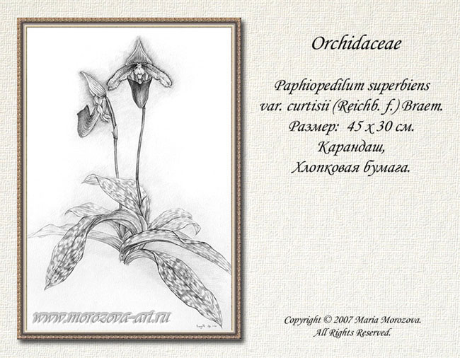  Paphiopedilum superbiens var. curtisii,  