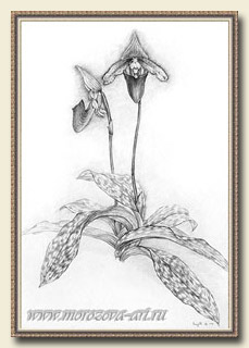 Карандашный рисунок орхидеи Paphiopedilum curtisii