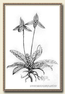 Карандашный рисунок орхидеи Paphiopedilum wardii