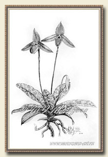    Paphiopedilum wardii