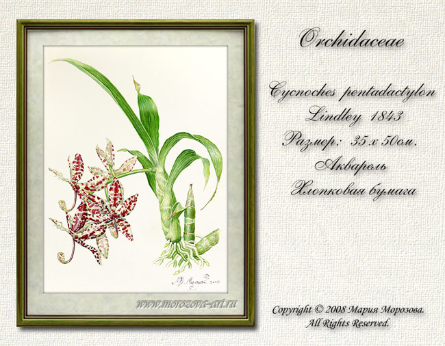 ������� ��������, Cycnoches pentadactylon. ������� ���������.