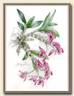 ������� Dendrobium parishii, ��������.