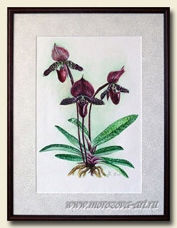 ������� ���������. ������� Paphiopedilum Maudiae Vinicolor (������������)