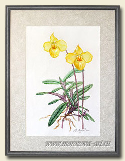 ����������� ������� ������� Paphiopedilum armeniacum