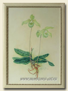 ���������� ����������� �������, Paphiopedilum jackii.