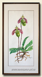 ������� Paphiopedilum violascens, ������� ���������.