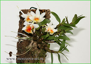Dendrobium chrystianum, ���������� ���������� ������� ������ �� ����� ����.