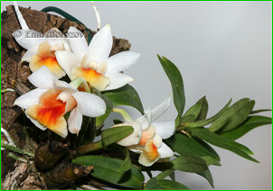 ������ ���� Den. chrystianum, ������ ������� �� ����� ����, ���������� �������.