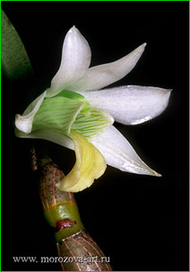 ������� - ���������� Dendrobium scabrilingue, ������, ��� �����.
