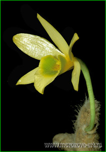   Dendrobium senile,       3/4.