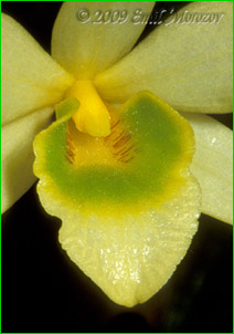     Dendrobium senile,   .