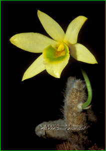 Dendrobium senile,      .