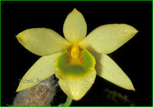  Dendrobium senile,      ,  .