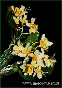   Dendrobium sulcatum,    .