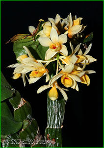    (Dendrobium sulcatum),  . 