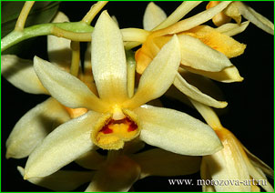  Dendrobium sulcatum.  .