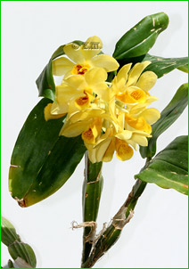    Dendrobium sulcatum,        .