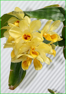    Dendrobium sulcatum,    ,      .