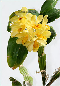     Dendrobium sulcatum,        .