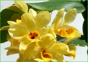     , Dendrobium sulcatum,     .
