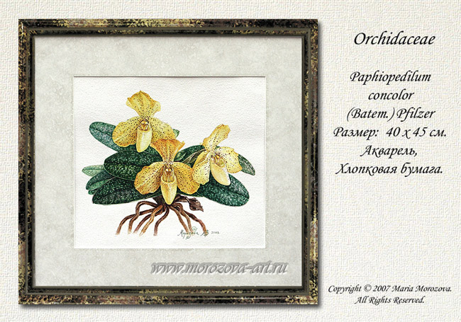Paphiopedilum concolor
