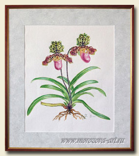 ������� Paphiopedilum henryanum, ������� ���������.