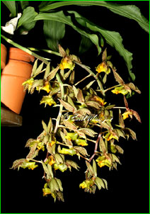 Catasetum fimbriatum,  