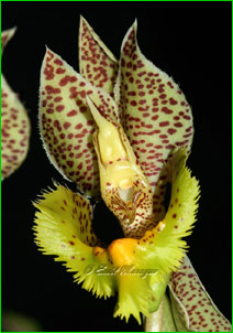 Catasetum fimbriatum,   