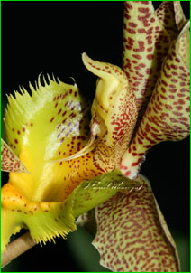 Catasetum fimbriatum,   