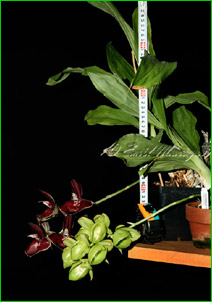 Catasetum expansum f alba