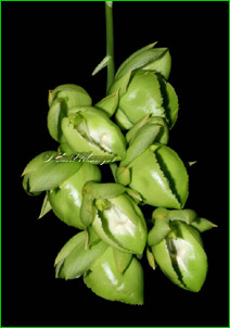 Catasetum expansum f alba