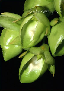 Catasetum expansum f alba