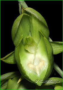 Catasetum expansum f alba