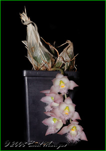 ������� Clowesia rosea. ����� ��� �������� �������