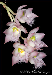 ������� Clowesia rosea. �������� ������� �������.