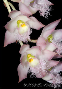 ������� Clowesia rosea, ���� ������� �������.