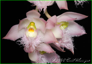 ������� Clowesia rosea. ������� ������ ������� ������.
