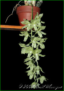  Clowesia russelliana.    .